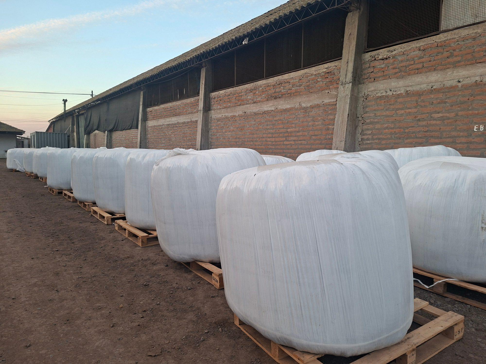 Bolos de alfalfa